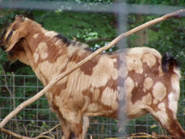 Look what I got! WILD - Goats