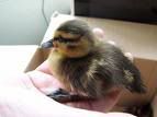 Duckling