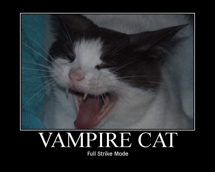 Vampire Cat