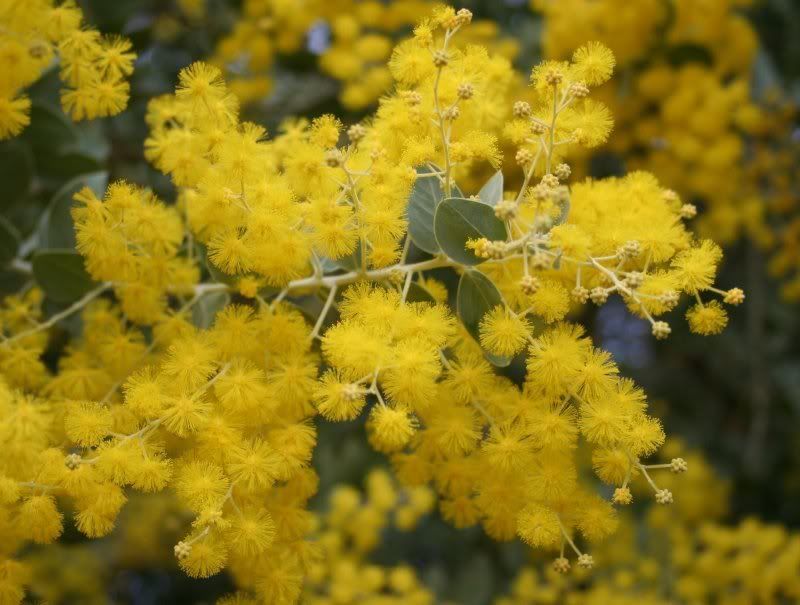 Wattle