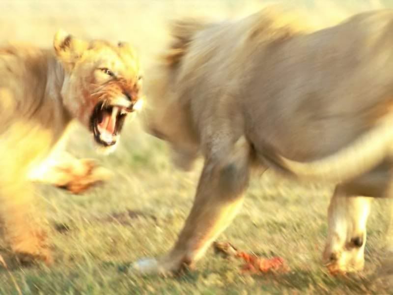 Lions Fighting Pictures
