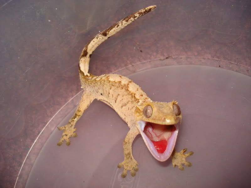 Pictus Gecko