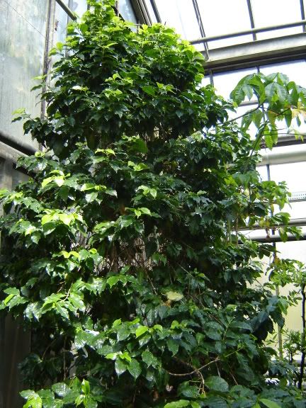 Coffea Arabica Kaffee Rubiaceae Pflanzenlexikon Steckbriefe Green24 Hilfe Pflege Bilder