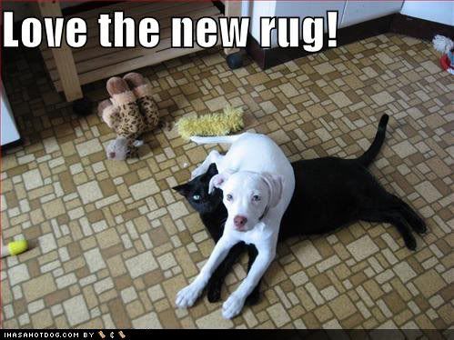 funny cats and dogs. funny cats and dogs