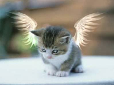 cat-angel.jpg