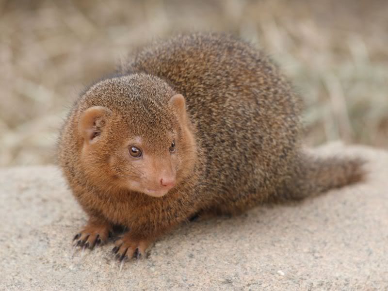 mongoose.jpg