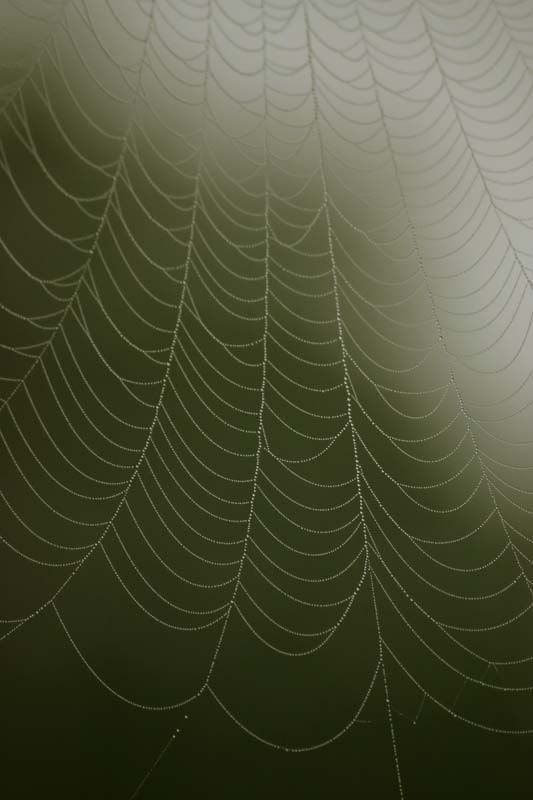 IMAGE: http://i58.photobucket.com/albums/g280/acmunro/Aedas%20photo%20comp/76green-spiderswebOPT1.jpg
