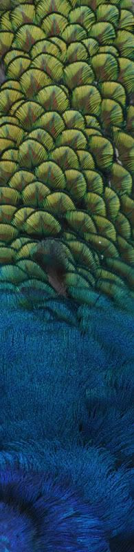 IMAGE: http://i58.photobucket.com/albums/g280/acmunro/Aedas%20photo%20comp/Green-Peacock-01OPT1.jpg