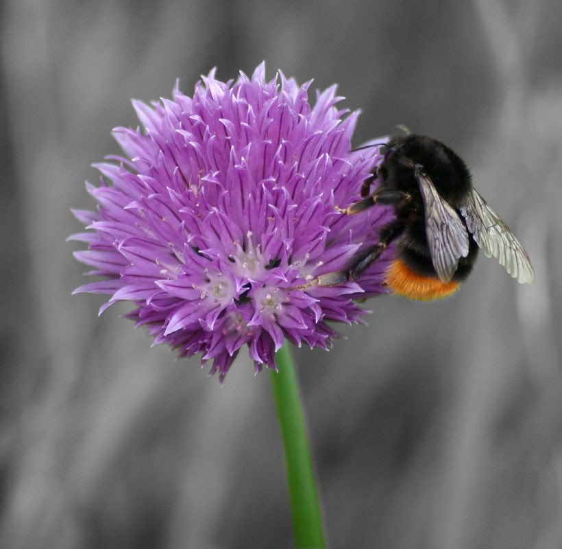 IMAGE: http://i58.photobucket.com/albums/g280/acmunro/Aedas%20photo%20comp/Green-flowerandbeeOPT1.jpg