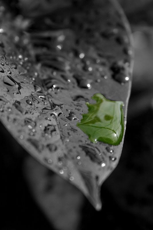 IMAGE: http://i58.photobucket.com/albums/g280/acmunro/Aedas%20photo%20comp/Green-leaf2dew02OPT1.jpg
