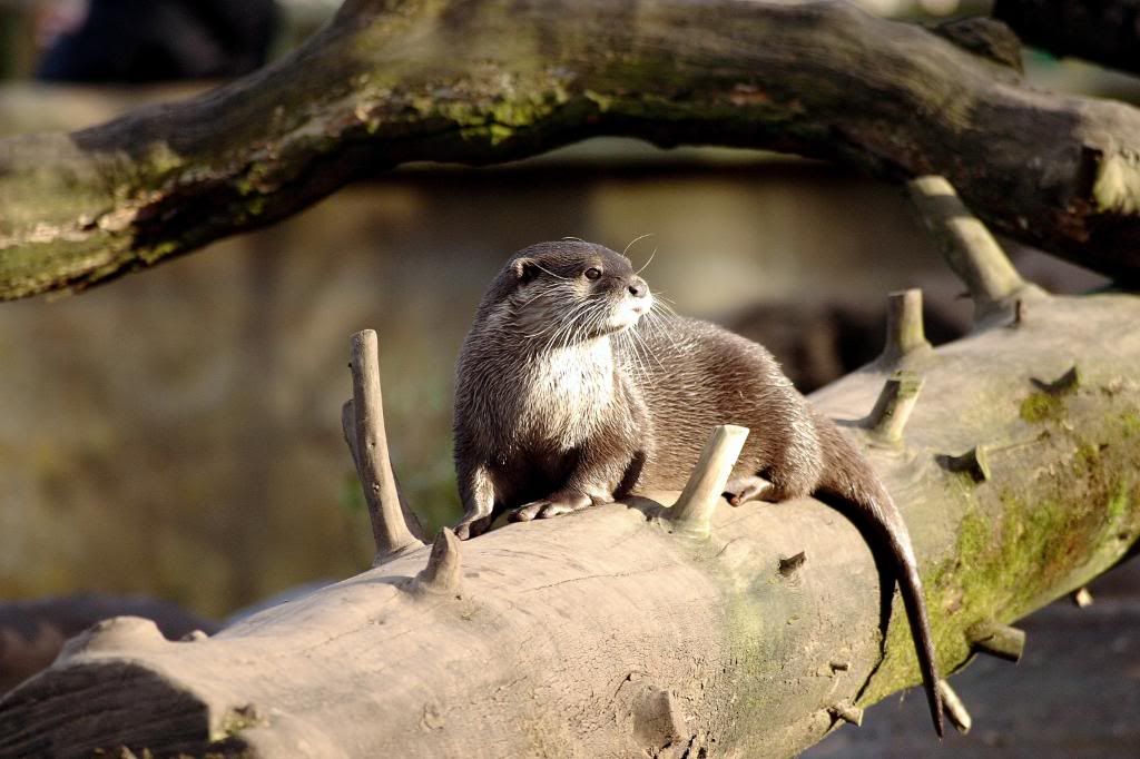 IMAGE: http://i58.photobucket.com/albums/g280/acmunro/Animals/CRW_1267.jpg