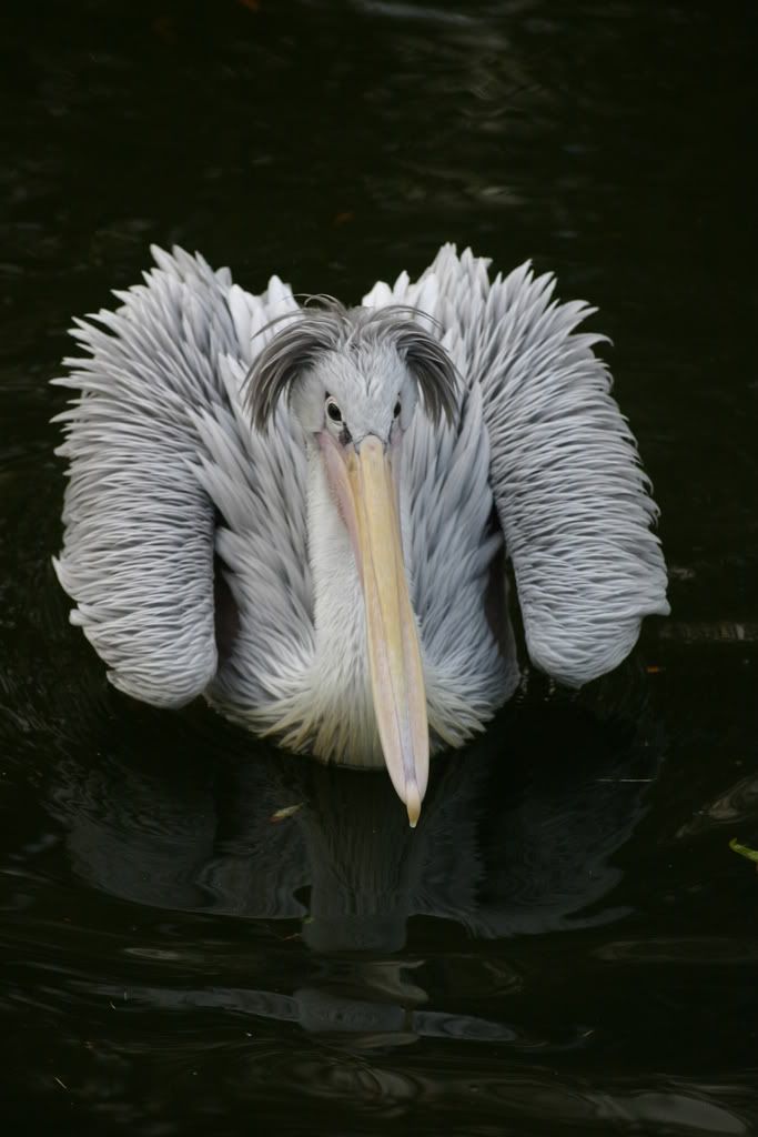 IMAGE: http://i58.photobucket.com/albums/g280/acmunro/Animals/IMG_7525.jpg