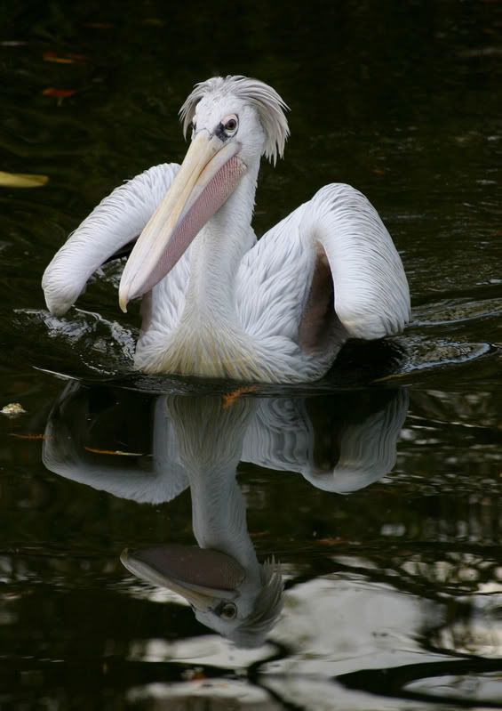 IMAGE: http://i58.photobucket.com/albums/g280/acmunro/Animals/Pelican.jpg