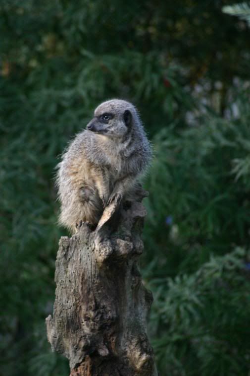 IMAGE: http://i58.photobucket.com/albums/g280/acmunro/Animals/meercat01.jpg
