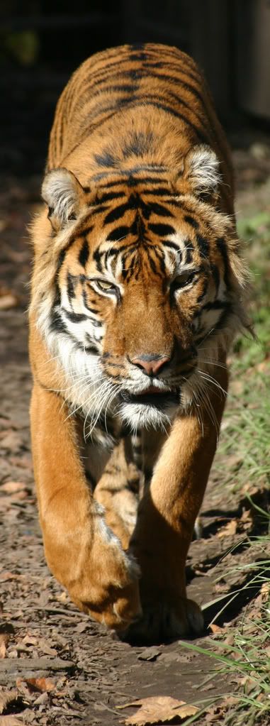 IMAGE: http://i58.photobucket.com/albums/g280/acmunro/Animals/tiger.jpg