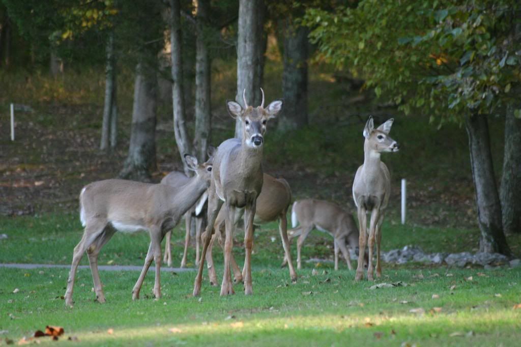 IMAGE: http://i58.photobucket.com/albums/g280/acmunro/FOT%202006%20Kentucky/01kentuckyPicture034.jpg