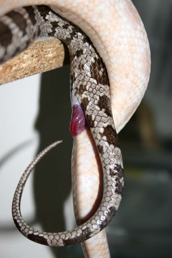 IMAGE: http://i58.photobucket.com/albums/g280/acmunro/Reptiles/My%20Snakes/IMG_4604Copressedfile.jpg