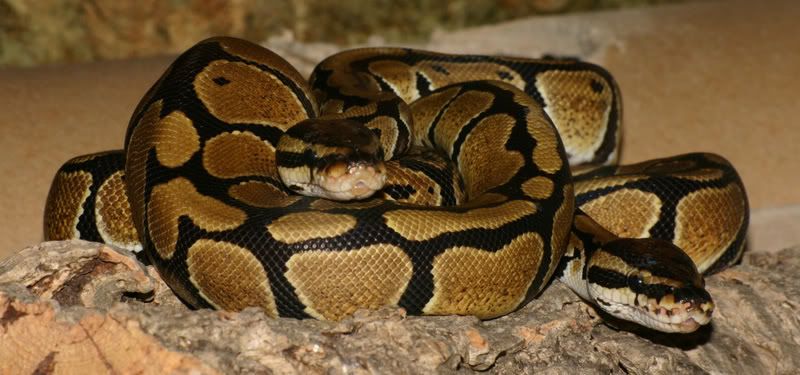 IMAGE: http://i58.photobucket.com/albums/g280/acmunro/Reptiles/My%20Snakes/Royals/opheliaandoberoncuddle.jpg