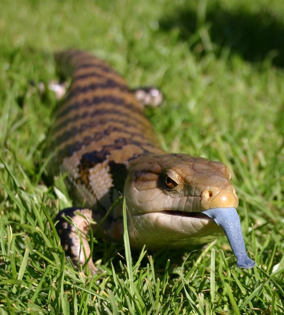 IMAGE: http://i58.photobucket.com/albums/g280/acmunro/Reptiles/bluetoungeskink.jpg