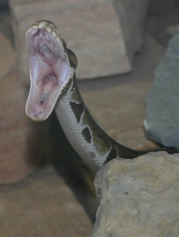 IMAGE: http://i58.photobucket.com/albums/g280/acmunro/Reptiles/canada%20trip/snakemouth.jpg