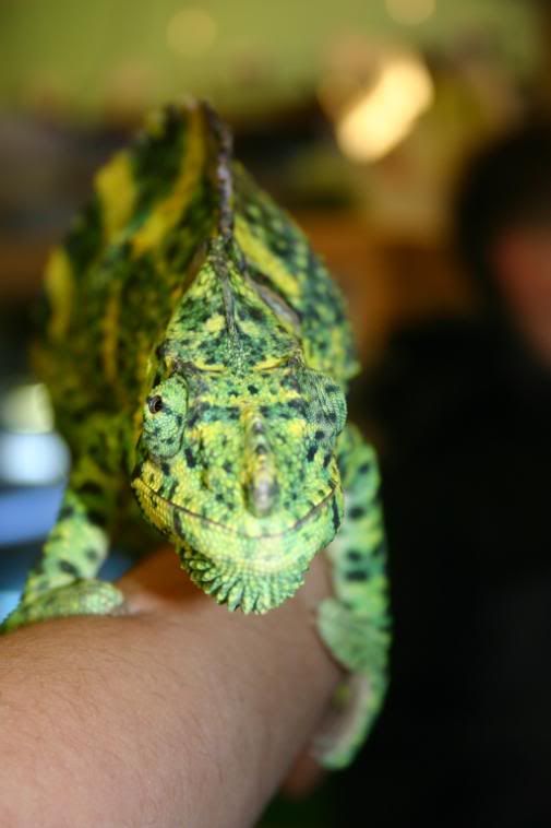 IMAGE: http://i58.photobucket.com/albums/g280/acmunro/Reptiles/chamelian.jpg
