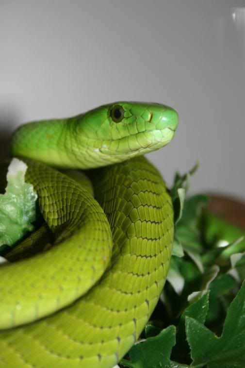 IMAGE: http://i58.photobucket.com/albums/g280/acmunro/Reptiles/greenmamba.jpg