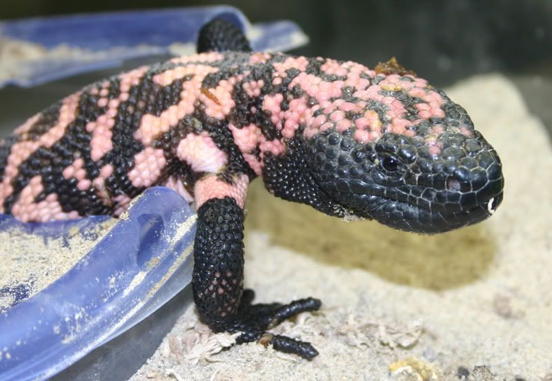 IMAGE: http://i58.photobucket.com/albums/g280/acmunro/Reptiles/reptile%20zoo/02blackandpinklizard.jpg