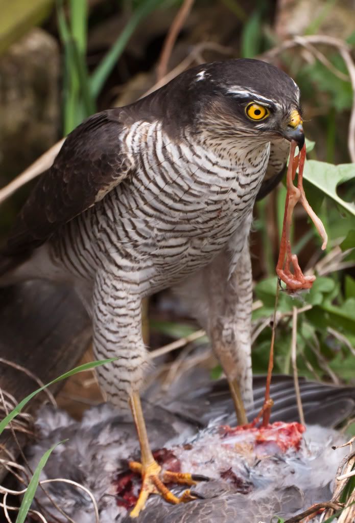 IMAGE: http://i58.photobucket.com/albums/g280/acmunro/birds/IMG_8023.jpg