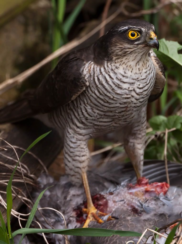 IMAGE: http://i58.photobucket.com/albums/g280/acmunro/birds/IMG_8031.jpg