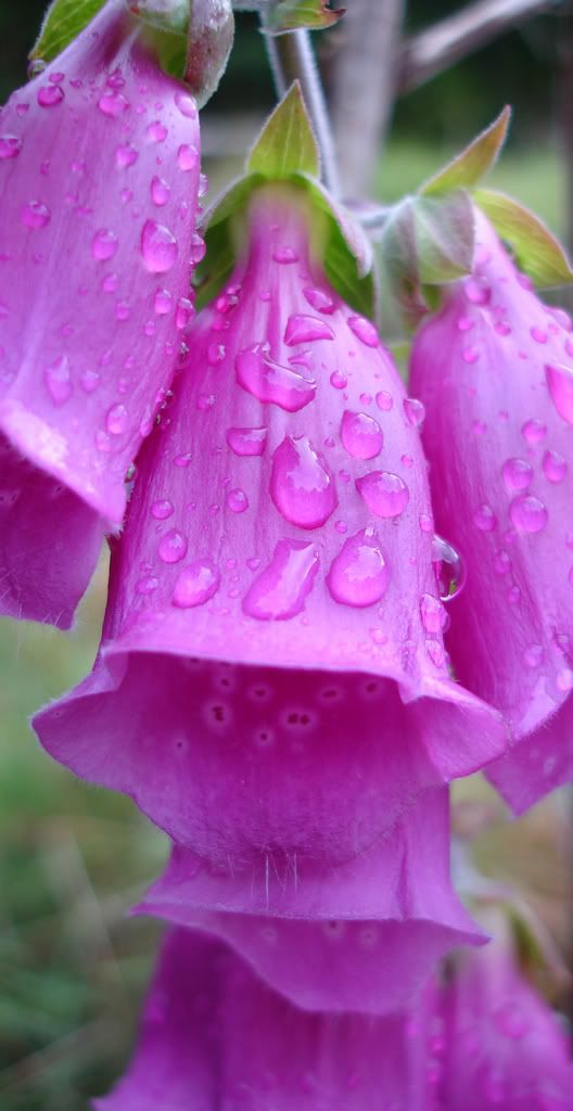 IMAGE: http://i58.photobucket.com/albums/g280/acmunro/flowers/foxglovedew.jpg