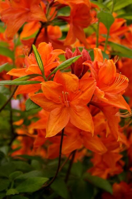 IMAGE: http://i58.photobucket.com/albums/g280/acmunro/flowers/orangeflower01.jpg