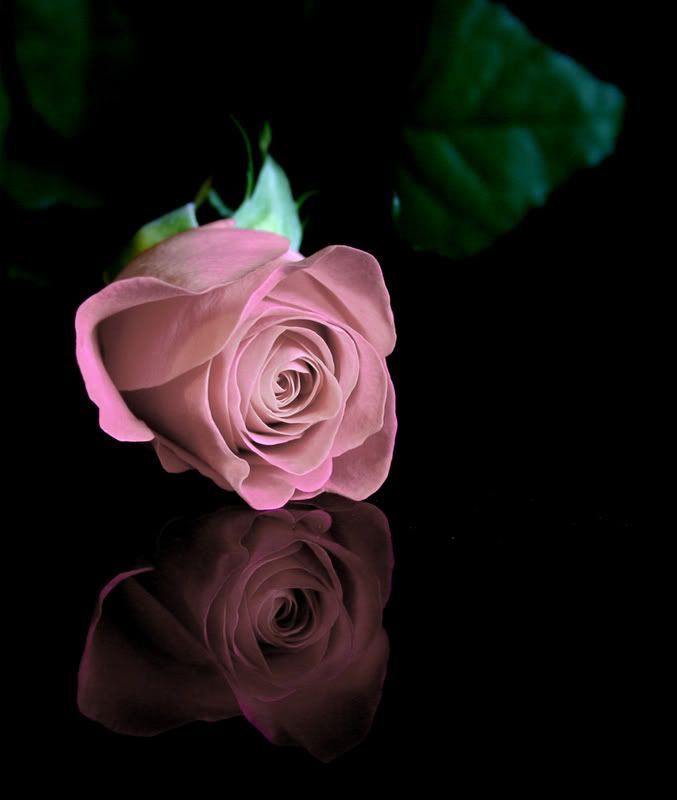 IMAGE: http://i58.photobucket.com/albums/g280/acmunro/flowers/rose02copy.jpg