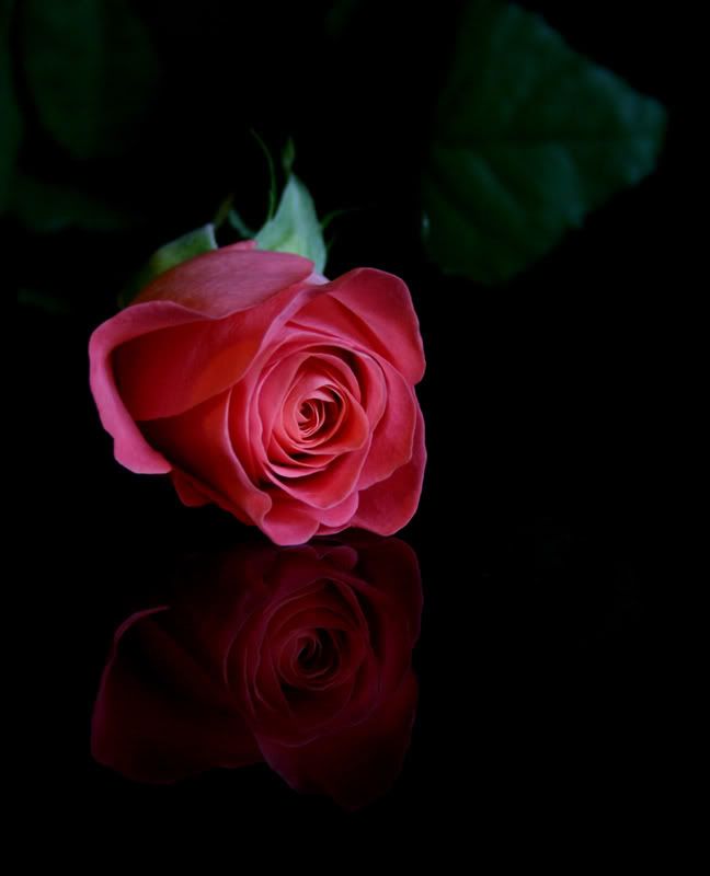 IMAGE: http://i58.photobucket.com/albums/g280/acmunro/flowers/rose03acopy.jpg