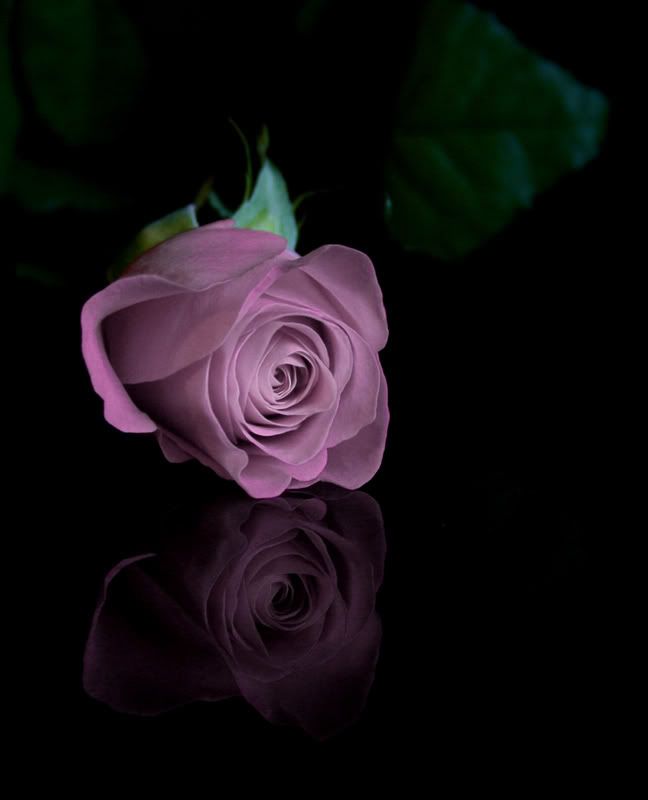 IMAGE: http://i58.photobucket.com/albums/g280/acmunro/flowers/rose03copy.jpg