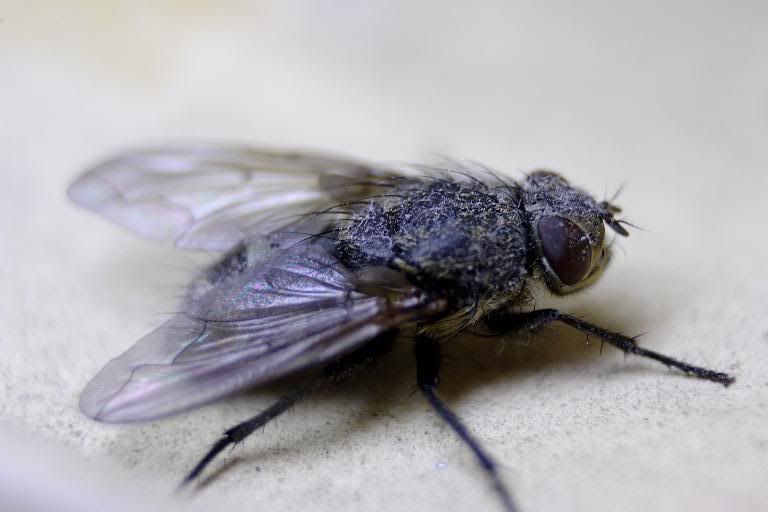 IMAGE: http://i58.photobucket.com/albums/g280/acmunro/macro/FLYa.jpg
