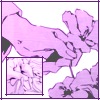 Roy putting a flower in Ed's hair from Traumerei
