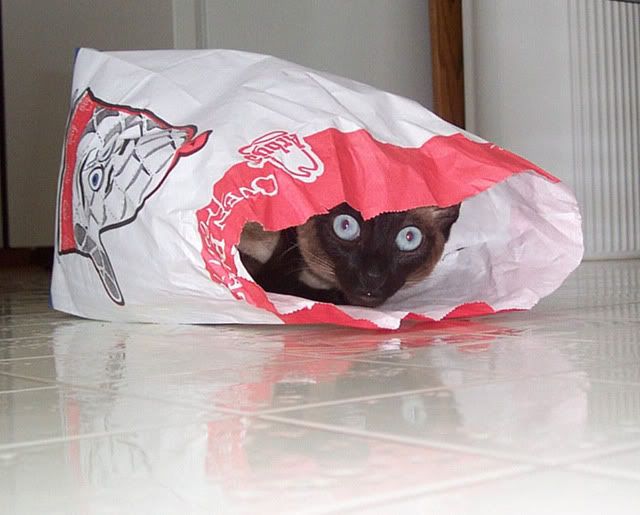 Catoutofbag.jpg