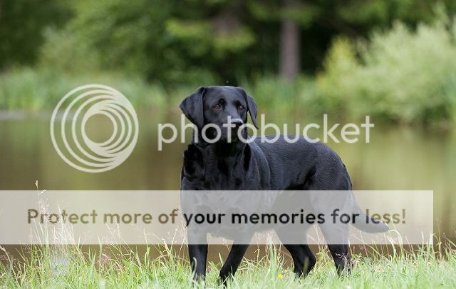 Photobucket - Video and Image Hosting