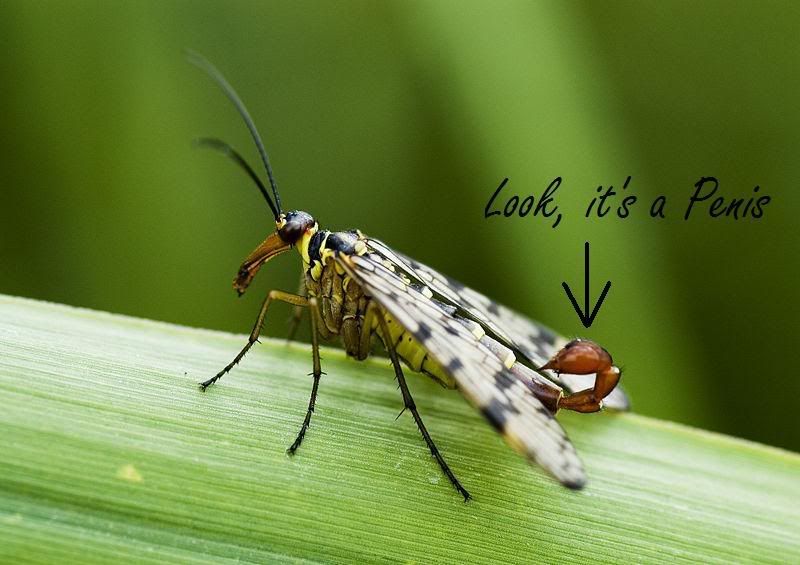 Seldom.. possible Penis out of fly good Very Penis out of fly topic