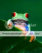 http://i58.photobucket.com/albums/g277/_OWEN_/Frog.jpg