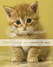 http://i58.photobucket.com/albums/g277/_OWEN_/Kitten1.jpg